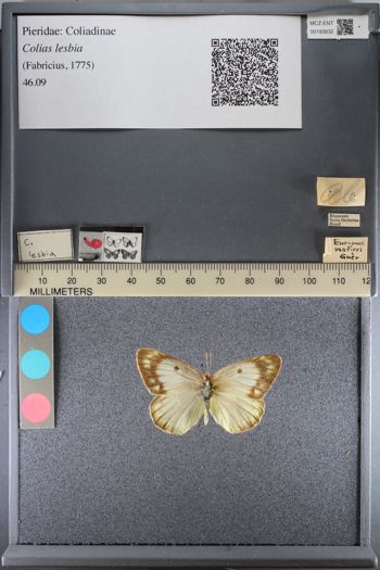 Media type: image;   Entomology 193832